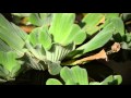 Imagenes D Plantas Ornamentales