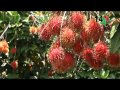 Arboles Frutales De Guatemala