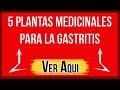 Plantas Curativas Boldo