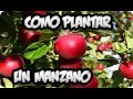 Plantacion De Arboles Frutales Chile