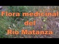 Plantas Curativas Comunes