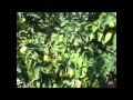 Arboles Frutales Mallorca