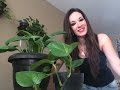 Plantas Ornamentales Para Interior Casa