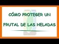 Arboles Frutales Resistentes A Las Heladas