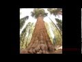 Arboles Frutales Mas Altos