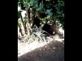 Comprar Arboles Frutales Barcelona