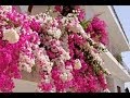 Plantas Ornamentales La Veranera