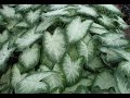 Plantas Ornamentales De Hojas Verdes