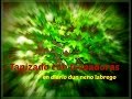 Plantas Ornamentales Hiedra