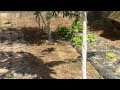Arboles Frutales Orientales