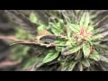 La Biblia De Las Plantas Medicinales Y Curativas