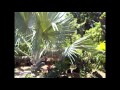 Tipos De Plantas Ornamentales Y Frutales