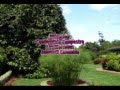Venta De Arboles Frutales En Colombia