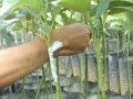 Plantas Ornamentales De Guatemala Pdf