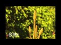 Plantas Curativas Aloe Vera