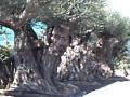 Arbustos Ornamentales Uruguay