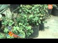 Diseño De Jardines Xerofilos
