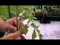 Arboles Frutales Raros