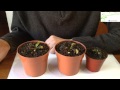 Plantas Carnivoras Buenos Aires