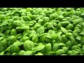Plantas Curativas Albahaca
