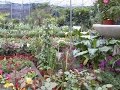 Que Son Las Plantas Ornamentales Definicion