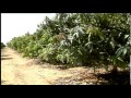 Sistemas De Riego Frutales