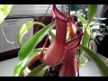 Plantas Carnivoras Nepenthes Cuidados