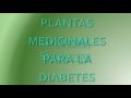 Plantas Curativas Para La Diabetes