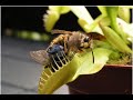 Videos De Plantas Carnivoras Comiendo Insectos
