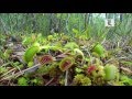 Documentales De Plantas Carnivoras En Español