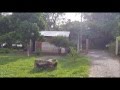 Arboles Frutales De Guatemala