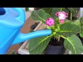 Que Son Las Plantas Ornamentales Definicion