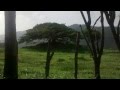 Taxonomia De 15 Arboles Frutales