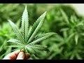 Plantas Curativas Con Nombres