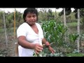 Huertos Organicos Familiares Ecuador