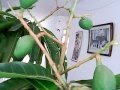 Arboles Frutales De Mangos