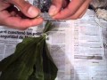 Plantas Curativas Albahaca