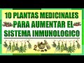Plantas Curativas Antiinflamatorias