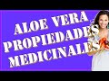 Plantas Curativas Aloe Vera