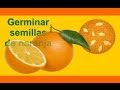 Beneficios De Sembrar Arboles Frutales