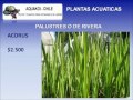 Plantas Acuaticas Ornamentales Pdf