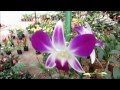 Plantas Y Flores Ornamentales Costa Rica