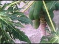Arboles Frutales Valdivia