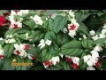 Arbustos Ornamentales Con Flores Rojas