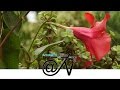 Viveros De Plantas Ornamentales En Bogota