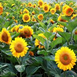 Plantas Ornamentales Flores
