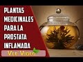 Plantas Curativas En Bolivia