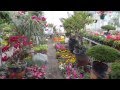 Plantas Ornamentales Quito