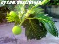 Plantas Ornamentales Tolerantes A La Salinidad