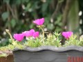 Plantas Ornamentales Resistentes Al Sol
